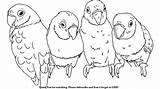 Birds Drawing Draw Cartoon Coloring Pages Parakeets Sketch Drawings Template Paintingvalley sketch template