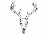 Skull Deer Drawing Tattoo Vector Easy Animal Skulls Antlers Head Illustration Tattoos Sketch Stag Google Search Clip Flowers Getdrawings Tatoo sketch template