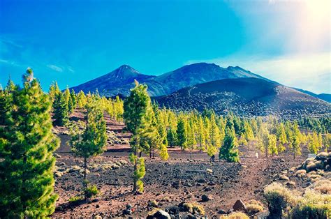 canarian pine tree  survives lava   teide national park