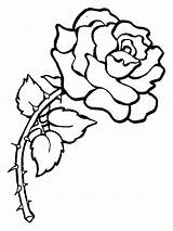 Coloring Pages Rose Roses Printable Print Kids Color sketch template
