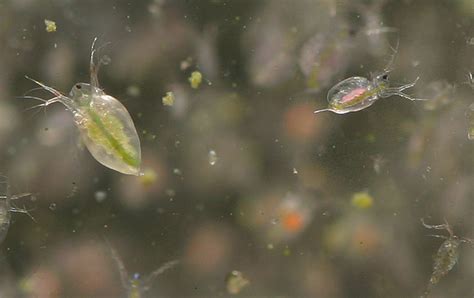 aquagreens aqualog freshwater plankton