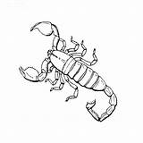 Scorpion Coloring Pages Insect Realistic Bug Scorpions Insects Color Print Ages Designlooter Anime Inspired Drawings Getcolorings Amp Pdf 84kb 760px sketch template