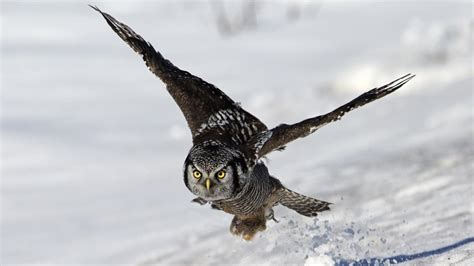 owl inspired material  reduce wind turbine noise