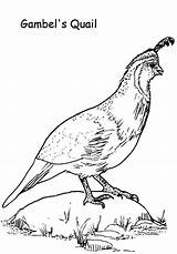 Quail Coloring Pages Gambel Clipart Western Popular Color Library Bush Babies 18wheeler Star sketch template