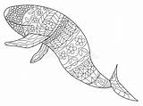 Whale Adults Coloring Vector Illustration Ornate Decorative Preview sketch template