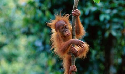 indonesia animals  endangered animals  exist  indonesia