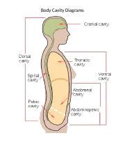 copy  body cavity diagrams body cavity diagrams body cavity  hero