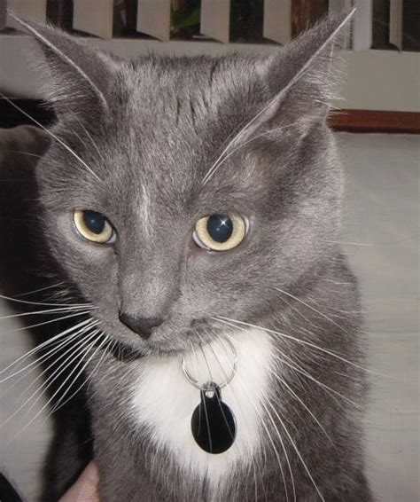 stunning russian blue tuxedo mix cat for adoption in minneapolis mn adopt presley today