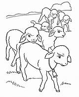 Sheep Coloring Pages Printable Kids sketch template