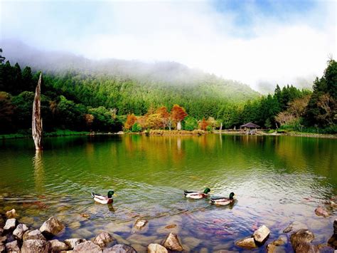 mountain lake stones wild ducks dense green pine forest