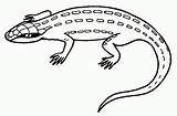 Lagarto Lagartos Reptiles Lizard Eidechse Lagartixa Pintar Colorat Lagartijas Malvorlage Soparla Pintarcolorir Ausdrucken Krokodyle Lagartija Desene Kolorowanki Dibujado Krokodyl Fichas sketch template