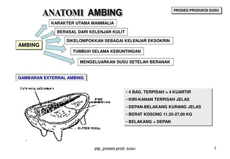 anatomi ambing kambing perah tentang kolam kandang ternak  xxx hot girl