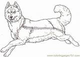 Sled Cani Husky A10 Sledding Lupo Arctic Hunde Tsb Lupi Corre Adults Stampare Disney Permalink Coloringpages101 Condividi Personaggio Cartone Animato sketch template