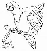 Parrot Perroquet Coloriage Papuga Kolorowanki Branche Colorir Papagaios Papagei Parrots Poulet Dzieci Coloriages Perroquets Araras Animaux Wydruku Imprimer Pets Ausmalbild sketch template