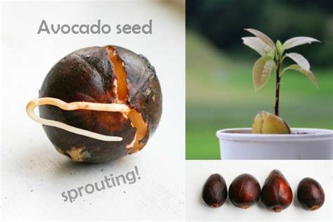 Avocado Seed Germination Read Below To Learn How The Transformation
