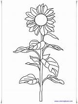 Coloring Sunflower Pages Plus Google Twitter sketch template