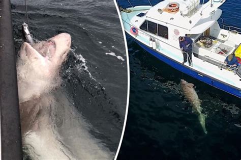 shark enormous megashark the size of a bus discovered off brit coast daily star