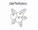 Blueberry Coloring Blueberries Pages Color Kids Template Printable sketch template