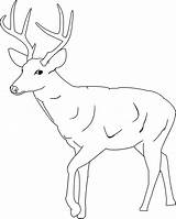 Clipart Deer Coloring Easy Tailed Draw Transparent Buck Webstockreview sketch template
