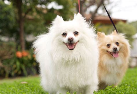popular miniature dog breeds pets training  boarding