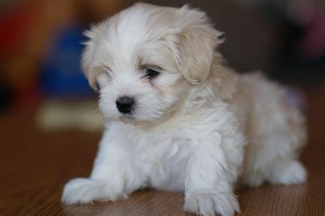 cutest puppy  bichon maltais maltais