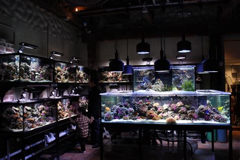 local fish store mixes alcohol  aquariums aquanerd