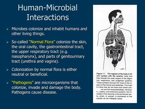 Ppt Microbial Agents Of Infectious Diseases Powerpoint Presentation