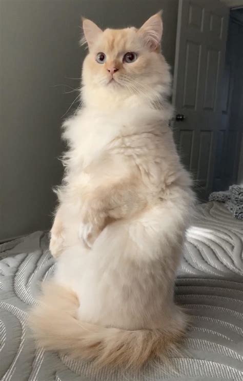 heard reddit likes   standing cats rcats