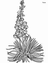 Yucca Coloring Pages Flower Flowers Izote Drawing Clipart Lily Printable Coloringpagebook Books Cactus Kids Creative Gif Advertisement Clipground Adult Choose sketch template