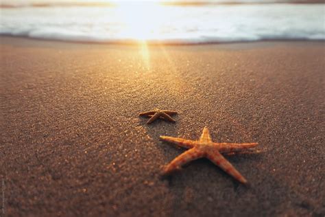 starfish   beach  sunset  stocksy contributor paff