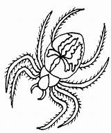 Spider Anansi Aranha Ritmallar Spindel Peluda Redback Djur Pintarcolorir Sheets Snigel Tudodesenhos Designlooter Sida Aranhas sketch template