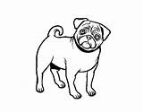 Pug Dog Coloring Coloringcrew Dogs Book sketch template
