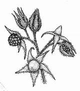 Rosaceae Coloring Rubus Designlooter Genus Choose sketch template