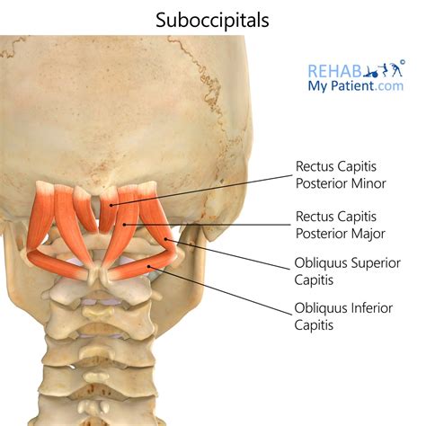 Suboccipitals Rehab My Patient