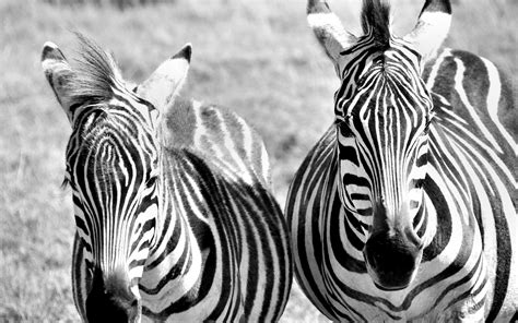zebras zebra stripes pattern wallpapers hd desktop  mobile