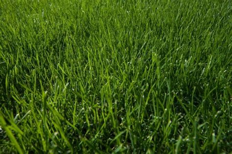 growing green  healthy grass thriftyfun