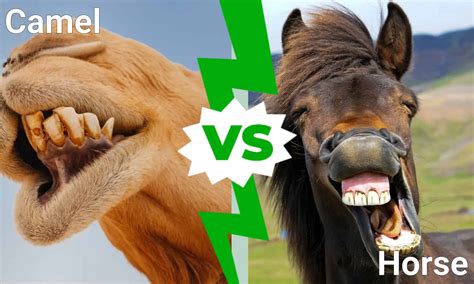 camel  horse  full comparison  speed strengthen intelligence