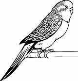 Parakeet Coloring Drawing Drawings Pages Budgie Awesome Bird Kids Color Outline Print Coloringsun Parrot Comments Simple Sketch Template Choose Board sketch template