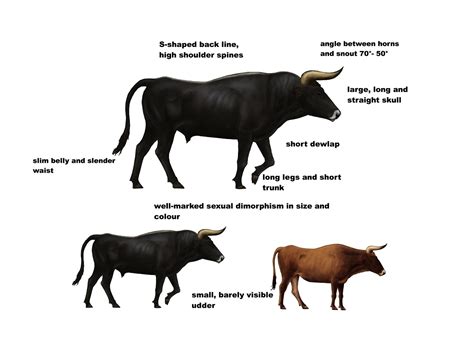 breeding  blog characteristics   aurochs