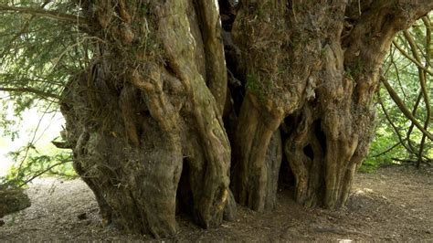 ancient yew trees  uks oldest yews woodland trust