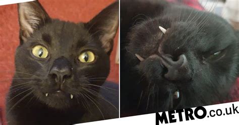 adorable vampire cat with fangs is just what we needed this halloween