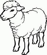 Coloring Sheep Pages Outline Printable Kids Related sketch template