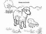 Lamb Coloring Sheep Lion Loudlyeccentric sketch template