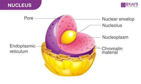 nucleus structure  function  nucleus