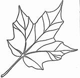 Leaf Coloring Maple Getcolorings sketch template
