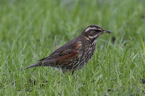 ijslandse koperwiek dutch birding