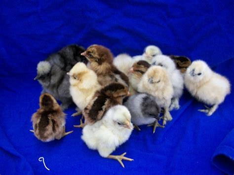 Assorted Purebred Bantam Chicken Special Cackle Hatchery