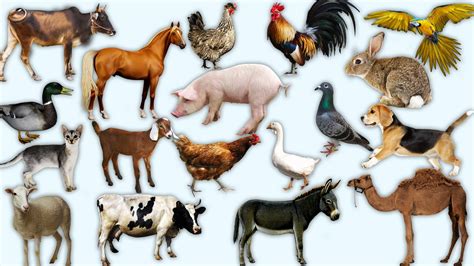 domestic animals pictures  sounds