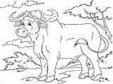 Coloring Buffalo African Pages Realistic Coloringbay sketch template