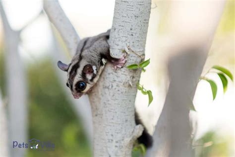 sugar glider cage plants   safe research backed